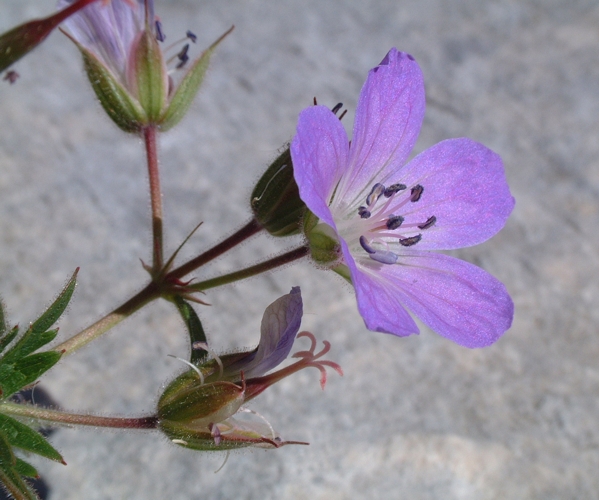 Geranium sylvaticum / Geranio silvano